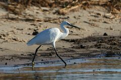 Egretta garzetta garzetta