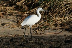 Egretta garzetta garzetta