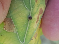 Neuroterus anthracinus