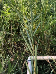 Salix exigua
