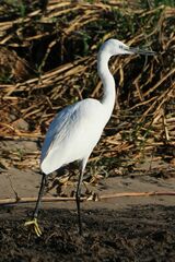 Egretta garzetta garzetta