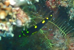 Bodianus mesothorax