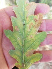 Neuroterus anthracinus