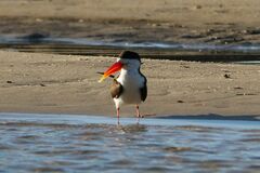 Rynchops flavirostris
