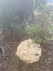 Laetiporus cincinnatus