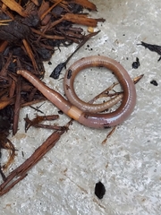 Lumbricus terrestris