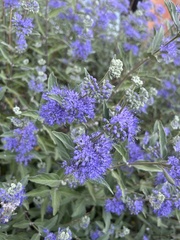 Caryopteris