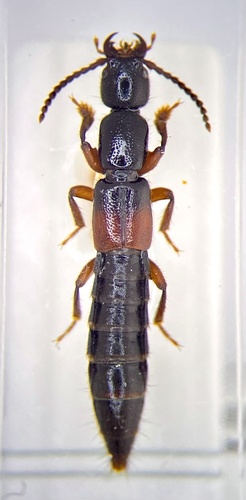 Armed Tomcat Rove Beetle (Lathrobium armatum) wildspecies.ca