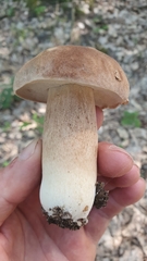 Boletus reticulatus