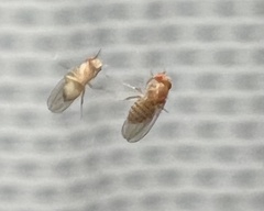 Drosophila