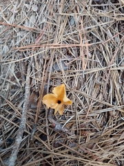 Craterellus ignicolor