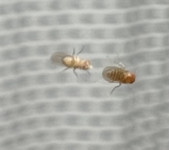Drosophila
