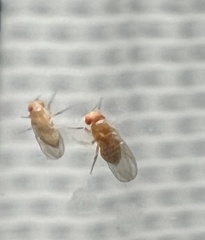 Drosophila