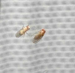 Drosophila