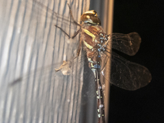 Aeshna tuberculifera