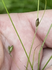 Carex trisperma