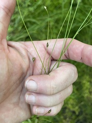 Carex trisperma