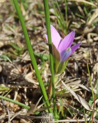 Romulea