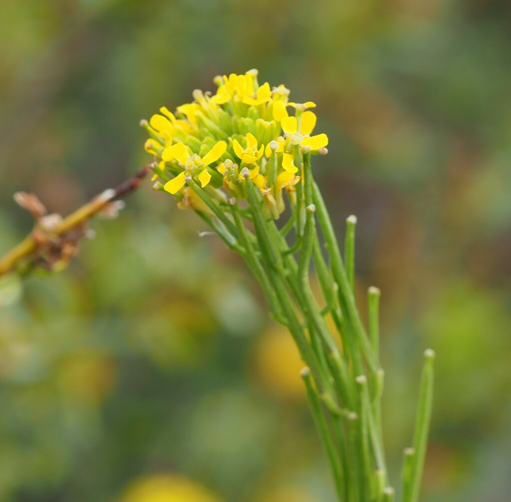 Erysimum virgatum; photograph (c) Benoit NABHOLZ, some rights reserved (CC BY-SA)