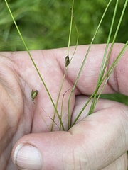 Carex trisperma