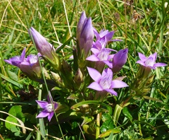 Gentianella aspera