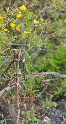 Erysimum virgatum, photograph 3