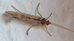 Limnephilus