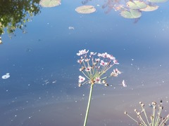 Butomus umbellatus