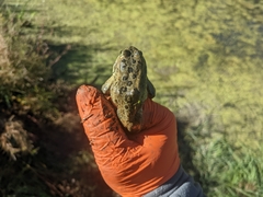 Rana luteiventris