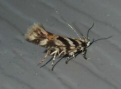 Aristotelia lespedezae