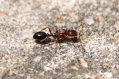 Tetramorium