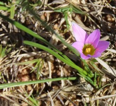 Romulea