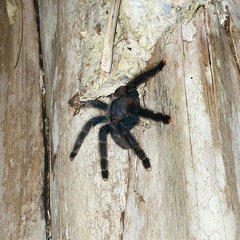 Avicularia avicularia