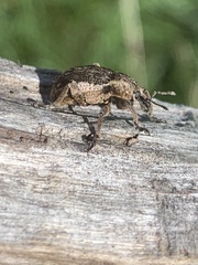 Brachypera zoilus