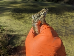 Rana luteiventris