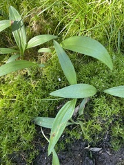 Maianthemum trifolium