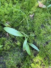Maianthemum trifolium