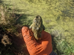 Rana luteiventris