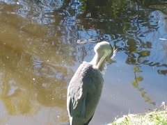 Ardea cinerea