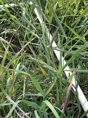 Phragmites australis