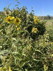 Helianthus giganteus