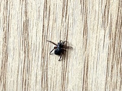 Theridiidae