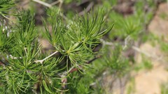 Asparagus retrofractus