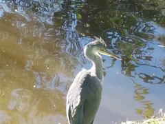 Ardea cinerea