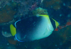 Chaetodontoplus mesoleucus