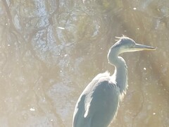 Ardea cinerea