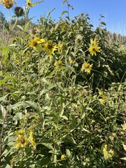Helianthus giganteus