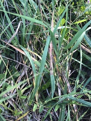 Phragmites australis