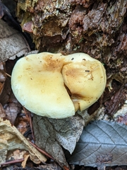 Tapinella panuoides