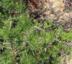 Asparagus retrofractus